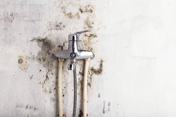 Best Mold Testing  in Bagley, MN