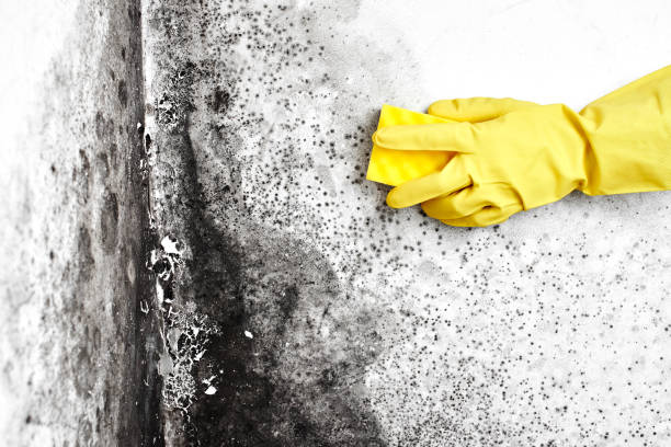 Mold Removal and Inspection in Bagley, MN