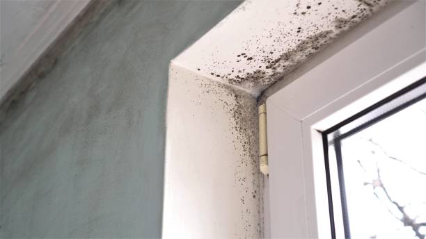 Best Toxic Mold Removal  in Bagley, MN