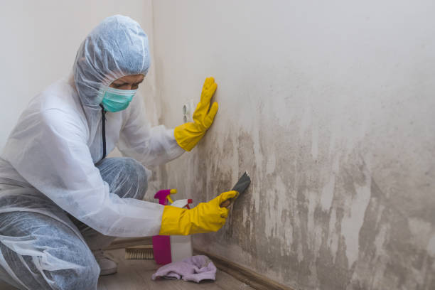 Best Toxic Mold Removal  in Bagley, MN