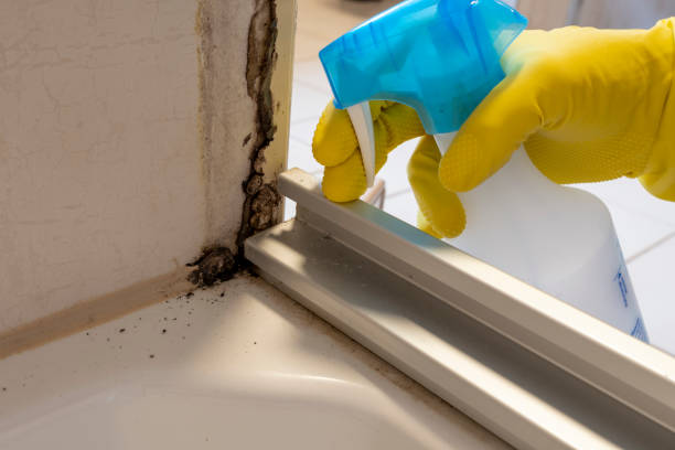 Best Office Mold Removal Services  in Bagley, MN
